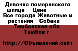 Девочка померанского шпица. › Цена ­ 40 000 - Все города Животные и растения » Собаки   . Тамбовская обл.,Тамбов г.